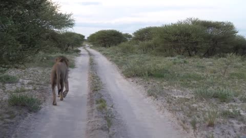 Male lion walking on a dirt road in Central Kalahari Game Reserve, Botswana