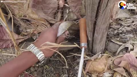 Cute Cobra Gets Himself stuck in Fence