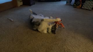 Border Collie with new toy fox