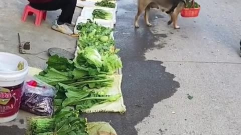 DOG BUY VEGETABLE FOR HOME...