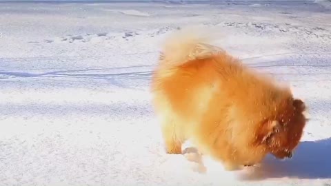 Take rhubarb and play in the snow