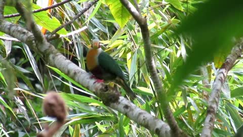 Rural living with empressive Yellow breasted-fruit dove Rural life in Camiguin