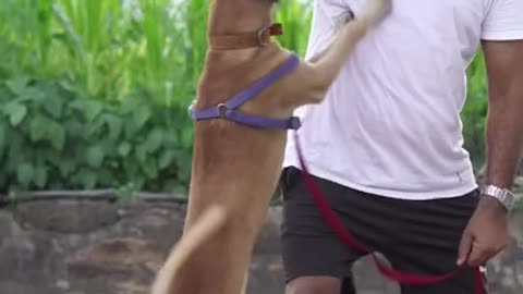Funniest and Cutest Dog Training