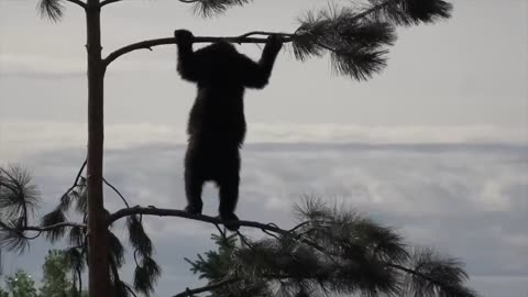 5 Unexpected Bear Encounters Caught On Camera