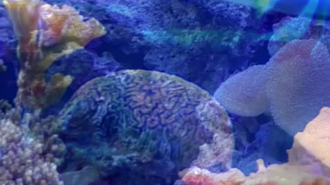 Coral Reef—Tropical Fish—Aquarium