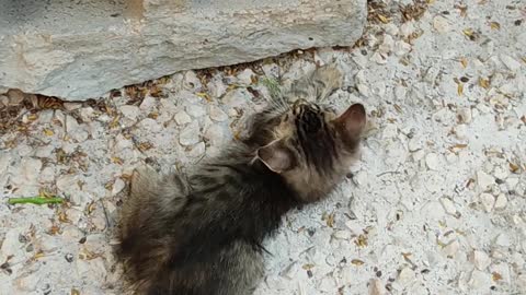 two little kittens playing on the streets - how cute