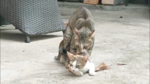 Cat mating - cat making love sound