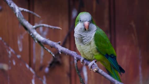 Colorful Monk Parakeet - Mesmerizing Plumage and Playful Behavior