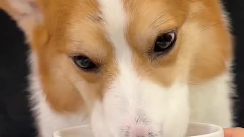 Corgi is the cutest dog eating 1 (20)