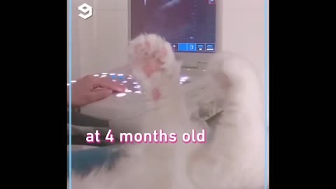 Kittens going through ultrasound seeing her kittens