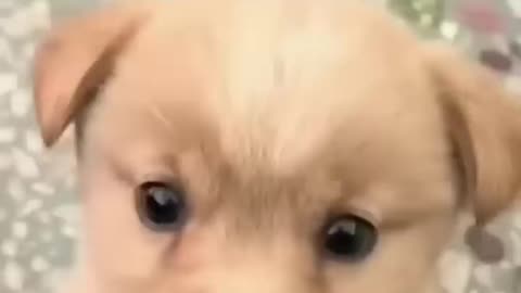 Baby dog Cute Puppy