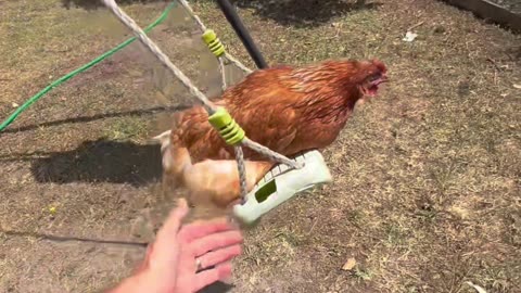 Family Plays On Swings With Pet Chicken