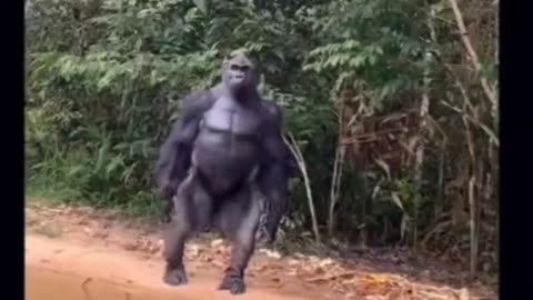 the size of a gorilla is quite intimidating
