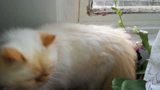 My persian cat mumbles to herself while hunting birds