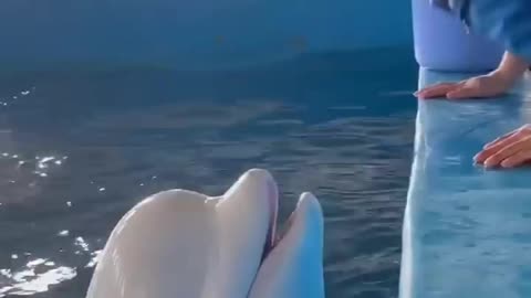 Beautiful dolphin kiss