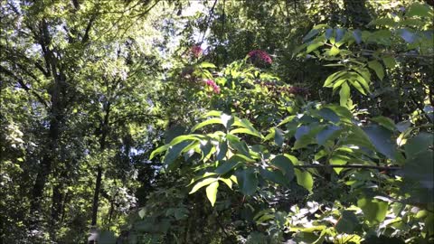 Arb recording Elderberry Bush Sept 2022