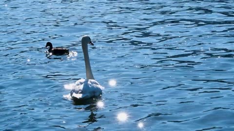 Beautiful Duck in Sea water.