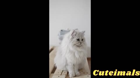 Cute Animals Videos Compilation