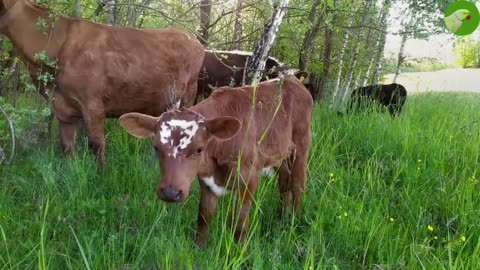 Claves videos Asorable baby cow