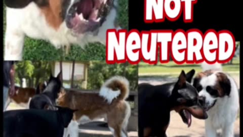 Should you spay or neuter your dog?￼