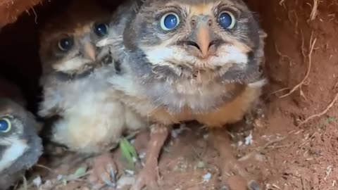 Owl's nest under the ground