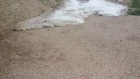 Flash Flood in Arizona