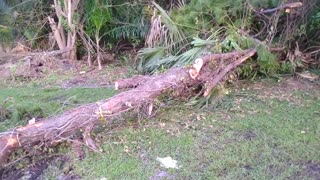 Hurricane Ian Pushes A Tree Down