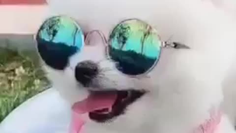 Os cachorros mais engraçados do YouTube 2021 fanny dog city