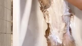 Dogs who love bathing