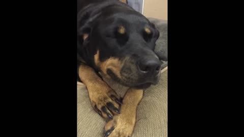 Ultimate Guilty Dogs Video Compilation 2 | PetsLegends