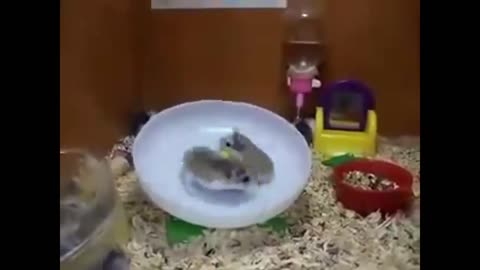 funny hamsters🤗