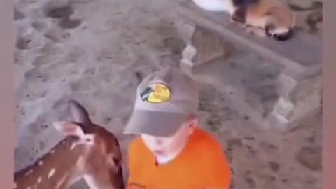 Funny Animals Reaction 😇Funniest Baby at the Zoo🐶😻 Try Not To Laugh