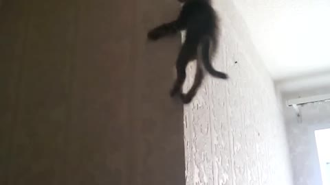 Cat climber