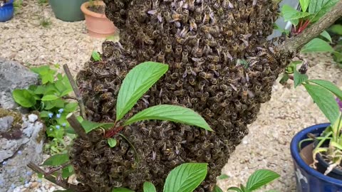 Honey Bee Swarm In The Garden