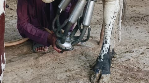 Milking cows