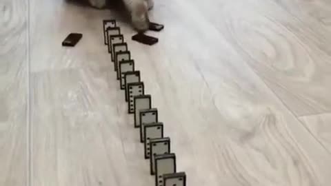 Cute cat playing with dominos