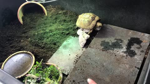 Indoor tortoise care for Mediterranean - pet setup enclosure tips - natural modern keeping methods-8