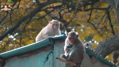 Animal Footage - Monkeys Beautiful