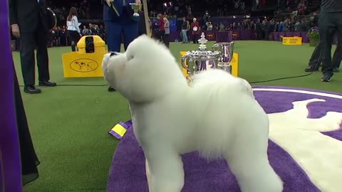 Best in show ceremony! Westminster Dog show (2018)