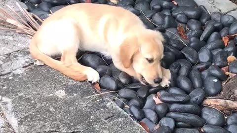Golden Labs playtime