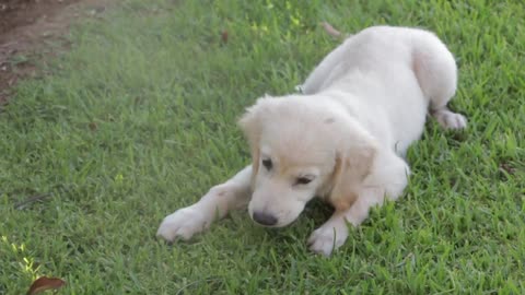 A cute puppy playing on the lawn!