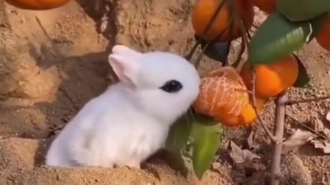 Best Funny Animal Videos of the year (2023), funniest animals ever.