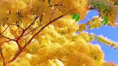 Blue sky and yellow tree amazing shortclip