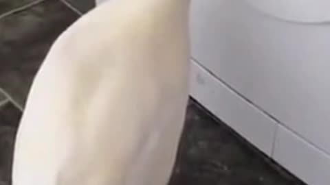 a duck curiously watching a washing machine