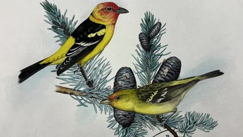 Rex Brasher: The rediscovered bird painter