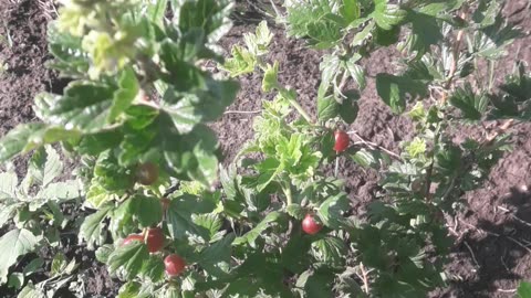 Ripe gooseberries