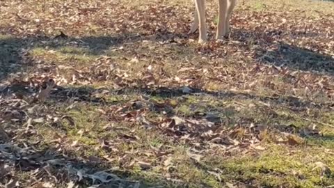 Dog Barks With Dr. Pepper Box Stuck on Head