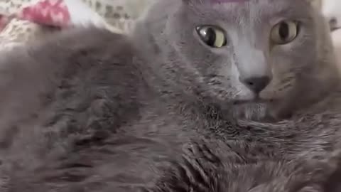 Cute & funny cats compilation😻😹