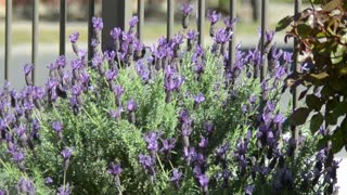 2021-09-16 Blossoming Season 03 - Lavender 2