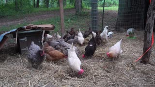 Chickens discover bounty of fresh fly larvae.